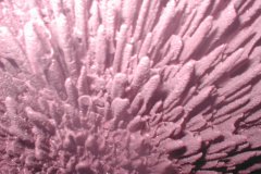 WG07_WeinsteinTrollinger2002-01